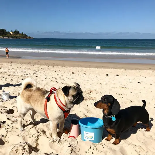 Dicas Essenciais para Viajar com seu Pet em Fortaleza